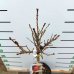 Mini nektarinka (Prunus Nucipersica) ´RUBIS´ - výška 50-70 cm, obvod kmeňa 4/6 cm, kont. C10L                        